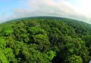 AMAZÔNIA NOTÍCIA E INFORMAÇÃO: Jabutis em MP de transferências de terra tenta enfraquecer o Código Florestal e reduzir áreas protegidas na Amazônia