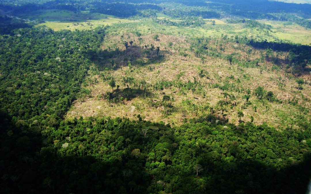 RBA: Imazon: MP 910 vai beneficiar quem invadiu e desmatou terras públicas na Amazônia