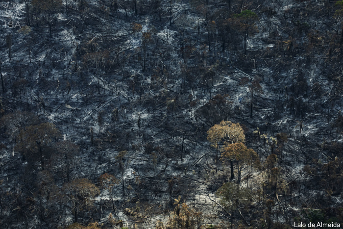 ISA: 200 milhões de árvores foram derrubadas no Xingu em 2019