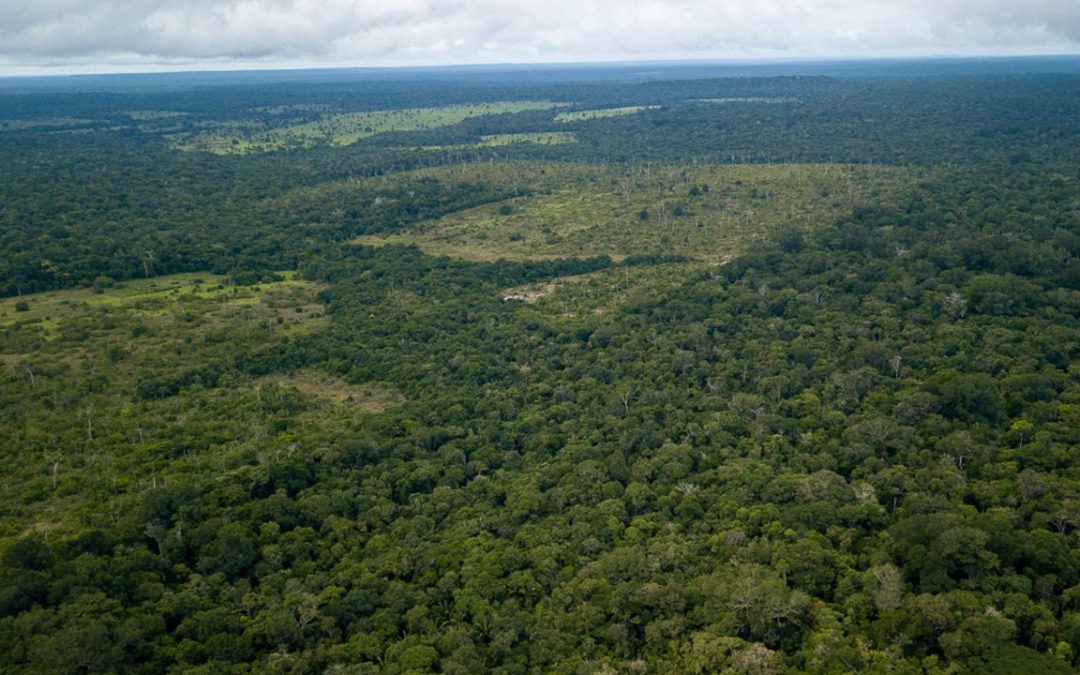 AMAZÔNIA NOTÍCIA E INFORMAÇÃO: Pandemia terá impacto direto no desmatamento da Amazônia