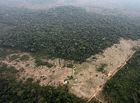 AMAZÔNIA NOTÍCIA E INFORMAÇÃO: Mineração ilegal de estanho deixa rastro de destruição na Floresta Nacional de Altamira
