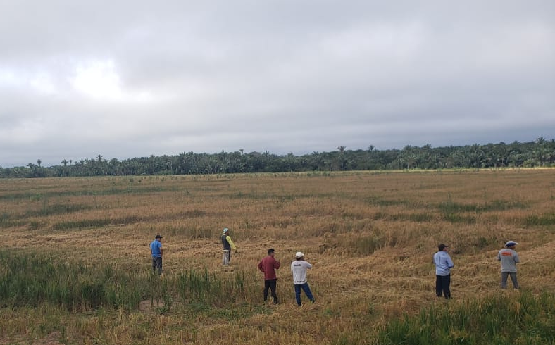 FUNAI: Povo Umutina distribui safra de arroz entre suas aldeias no MT