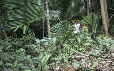 DE OLHO NOS RURALISTAS: Invasão de madeireiros no “arco do desmatamento” aumenta risco de contágio na Amazônia