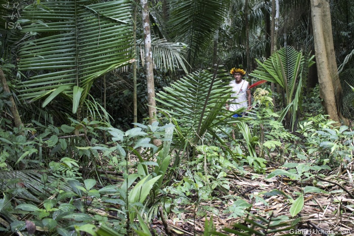 DE OLHO NOS RURALISTAS: Invasão de madeireiros no “arco do desmatamento” aumenta risco de contágio na Amazônia
