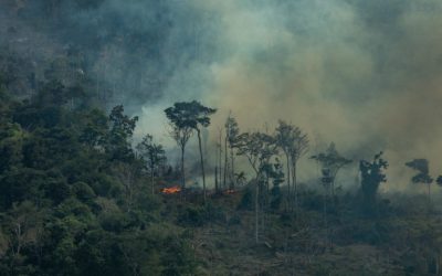 AMAZÔNIA NOTÍCIA E INFORMAÇÃO: Desmatamento acelerado na Amazônia pode levar à próxima pandemia
