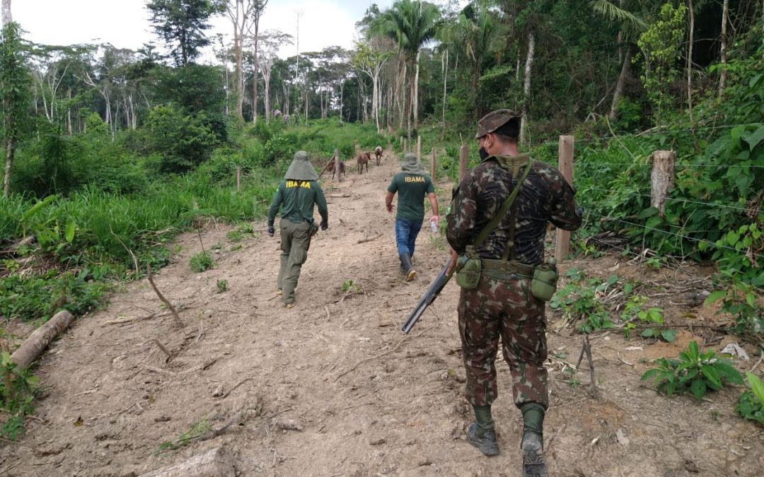 DEFESA: Operação Verde Brasil 2 aplica quase R$ 7,5 milhões em multas