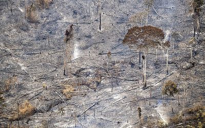 BRASIL DE FATO: Desmatamento na Amazônia cresce 63,7% em abril: “Grileiro não faz home office”