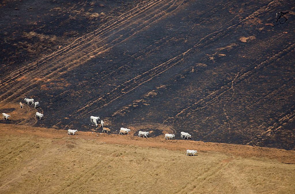 GREENPEACE: Sem conversa pra boi dormir: o que Ricardo Salles quer é a destruição ambiental