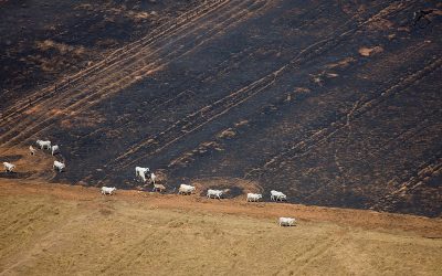 GREENPEACE: Sem conversa pra boi dormir: o que Ricardo Salles quer é a destruição ambiental