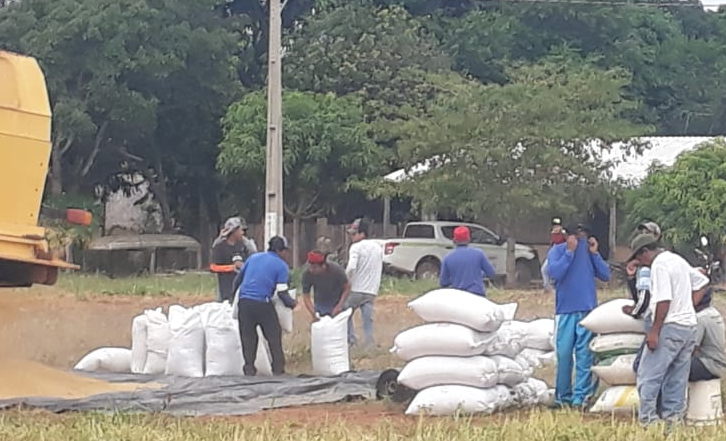 FUNAI: Povo Bakairi colhe 500 sacas de arroz no Mato Grosso