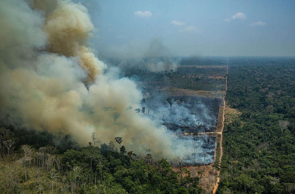 GREENPEACE: MP da Grilagem vira PL da Grilagem e ameaça às florestas continua