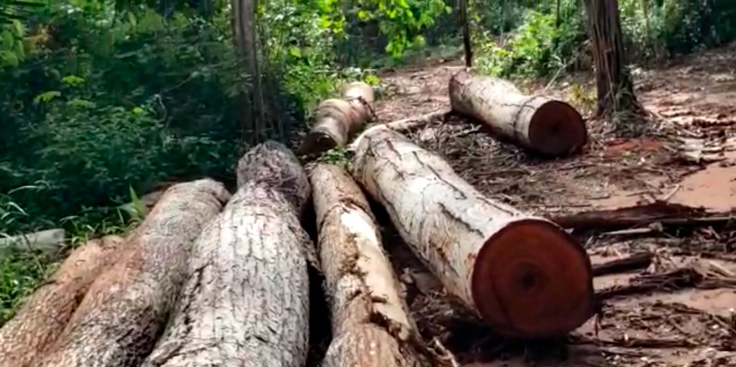 CIMI: Povo Guajajara denuncia a presença cada vez maior de madeireiros na TI Urucu Juruá