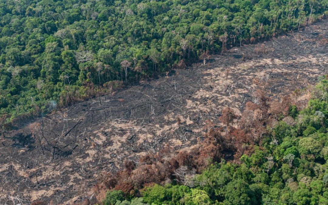 AMAZÔNIA NOTÍCIA E INFORMAÇÃO: Combate ao desmatamento passa a ser coordenado pelo exército