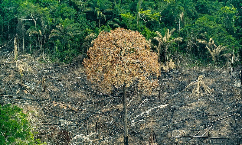 AMAZÔNIA NOTÍCIA E INFORMAÇÃO: Amazônia perdeu 770.148 de hectares em 2019