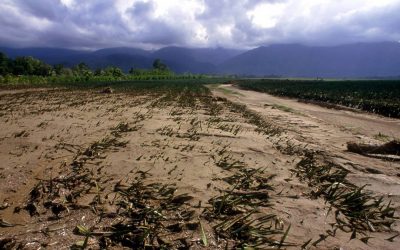 ONU BRASIL: ARTIGO: Dia do Meio Ambiente é oportunidade de reiniciarmos relação com natureza