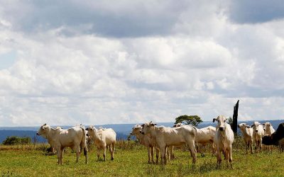 GREENPEACE: PL da Invasão ameaça Terras Indígenas em Mato Grosso