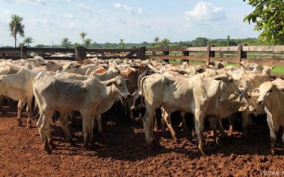 AMAZÔNIA NOTÍCIA E INFORMAÇÃO: Greenpeace liga frigoríficos a criação ilegal de gado em área protegida
