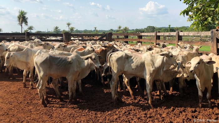 AMAZÔNIA NOTÍCIA E INFORMAÇÃO: Greenpeace liga frigoríficos a criação ilegal de gado em área protegida