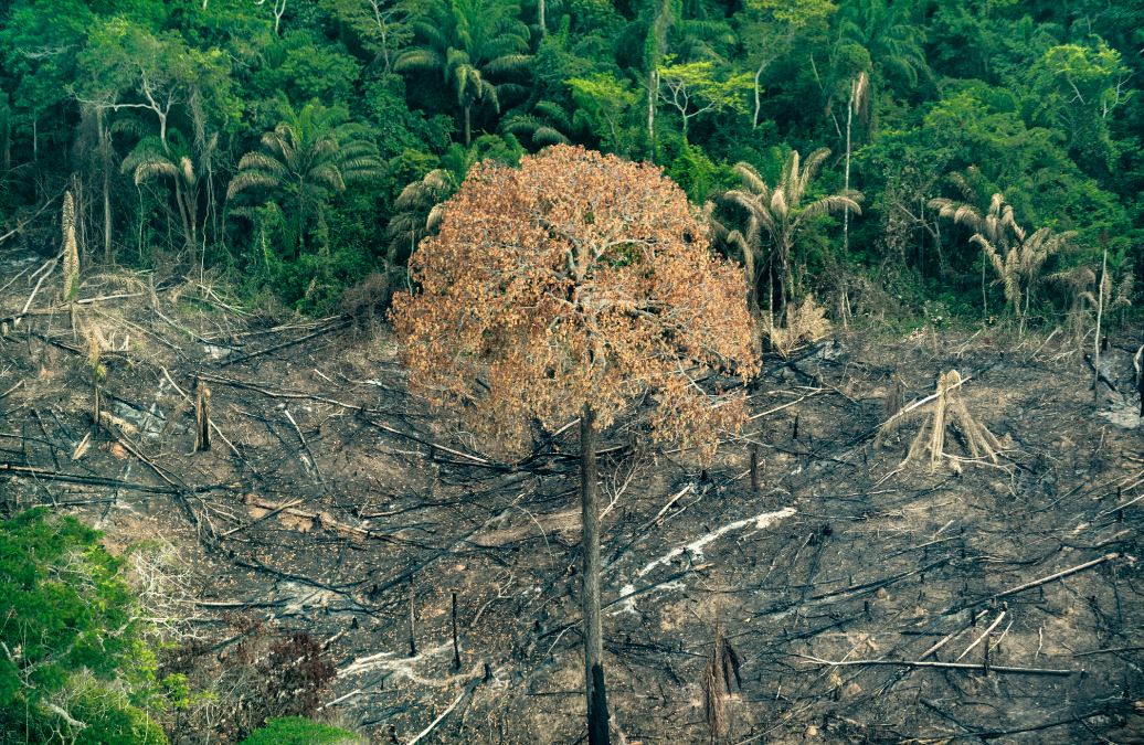 IEB: Tragédia anunciada: organizações alertam para explosão do desmatamento na Amazônia Legal