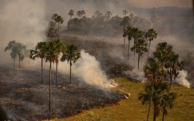 AMAZÔNIA NOTÍCIA E INFORMAÇÃO: PL da Grilagem ainda representa ameaça à sociobiodiversidade