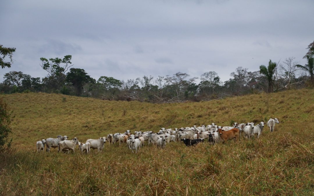 AMAZÔNIA NOTÍCIA E INFORMAÇÃO: Unidade mais ameaçada da Amazônia, Resex Chico Mendes já perdeu 4 mil hectares desde agosto de 2019