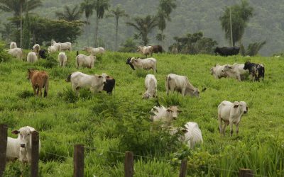 AMAZÔNIA REAL: A Amazônia segundo Lúcio Flávio Pinto. Quem é o bandido?