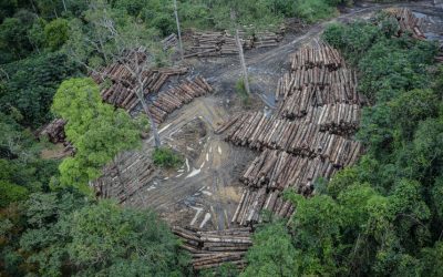 SENADO: Mais de 99% dos casos de desmatamento são ilegais, afirma especialista