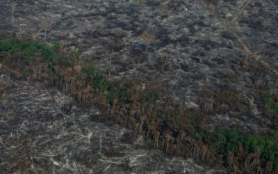 AMAZÔNIA NOTÍCIA E INFORMAÇÃO: Sobras do desmatamento de 2019 podem pressionar ainda mais sistema de saúde na pandemia