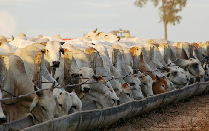 ISA: A pandemia nossa de cada dia: sementes da morte