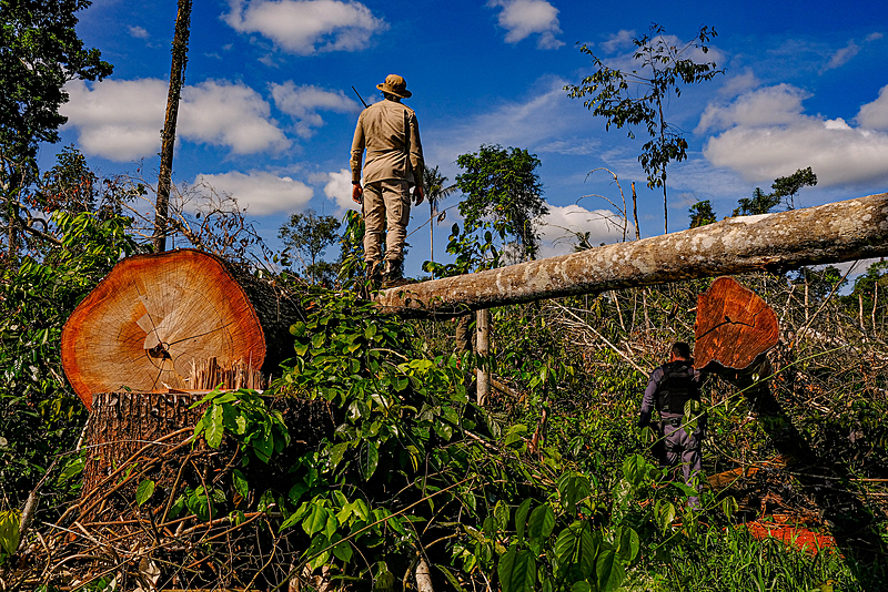 BRASIL DE FATO: Quem são os desmatadores da Amazônia?