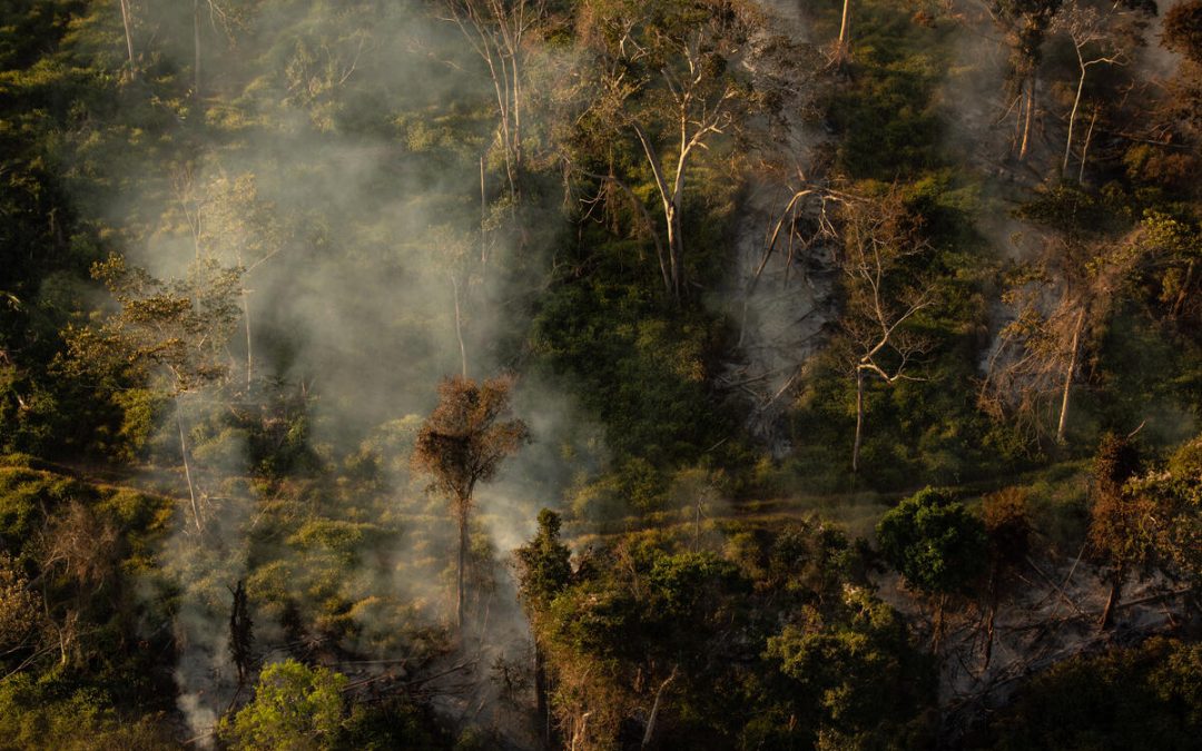 GREENPEACE: Criminosos não são conhecidos por seguirem a lei