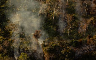 GREENPEACE: Criminosos não são conhecidos por seguirem a lei