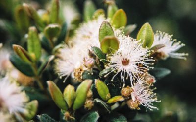 ISA: “Parabéns a você”: no 20º aniversário do SNUC, temos pouco a celebrar