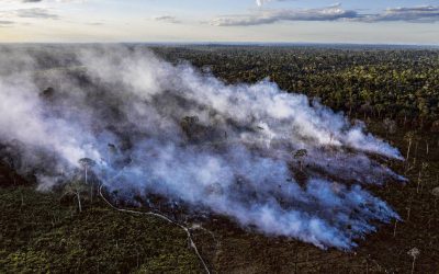 FOLHA DE SÃO PAULO: Después de destituciones en el Ibama, la deforestación aumenta nuevamente en el área indígena de Pará