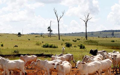GREENPEACE: Greenpeace Internacional publica relatório apontando o impacto climático da indústria da carne