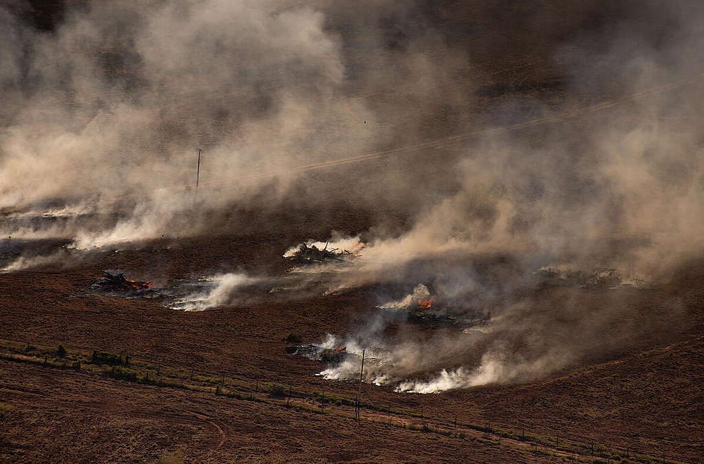 GREENPEACE: Cinco medidas para frear a destruição da Amazônia já