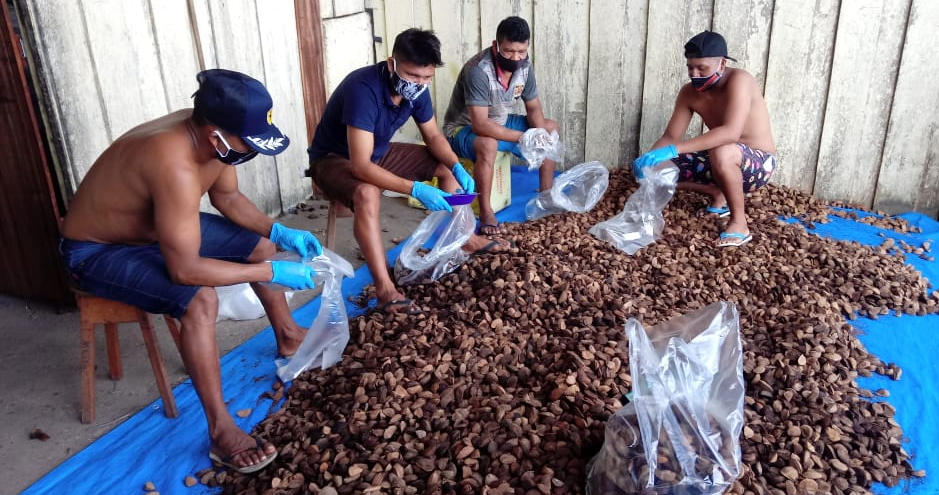 FUNAI: No Amazonas, Funai compra produção de castanha do povo Hiskaryana para outras etnias