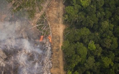 CONGRESSO EM FOCO: Pará registra aumento de 62% em desmatamento na Amazônia em 12 meses