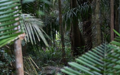 KANINDÉ: REDE COM MAIS DE 80 INSTITUIÇÕES VAI FORTALECER ECONOMIA E COMUNIDADES DA AMAZÔNIA, VIA PROJETO LIRA