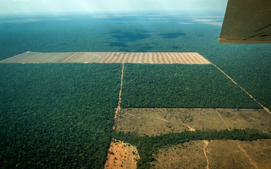 AMAZÔNIA NOTÍCIA E INFORMAÇÃO: Degradação avança no Mato Grosso e faz meta de desmatamento ilegal zero fracassar