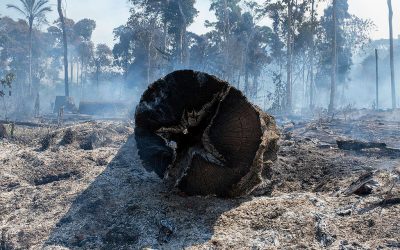 GREENPEACE: Cronologia da destruição anunciada