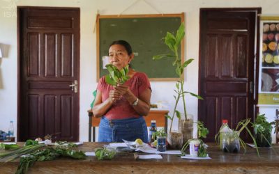 ISA: Plantas medicinais do Rio Negro: uma troca de saberes com a artesã Cecília Piratapuya