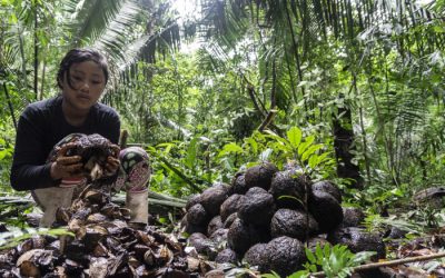 ISA: Empreendedorismo sustentável WaiWai: um belo exemplo