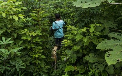 ISA: Ribeirinhos e indígenas apostam em telemedicina para proteger a saúde e a floresta