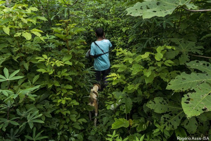 ISA: Ribeirinhos e indígenas apostam em telemedicina para proteger a saúde e a floresta