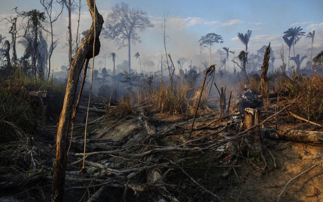 FOLHA DE SÃO PAULO: Amazônia sob Bolsonaro Os desafios para manter a floresta em pé