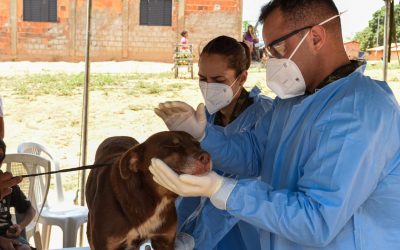 DEFESA: Em ação inédita, veterinários das Forças Armadas atendem animais em aldeias indígenas