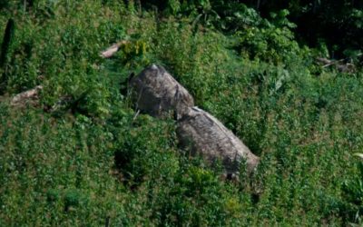 APIB: Governo descumpre decisão do Supremo Tribunal e covid-19 chega na aldeia mais próxima de índios isolados do Vale do Javari