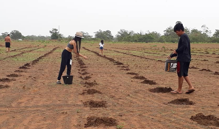 FUNAI: Povo Haliti Paresi inicia cultivo de mandioca; produção pode chegar a 2 mil toneladas em 2021