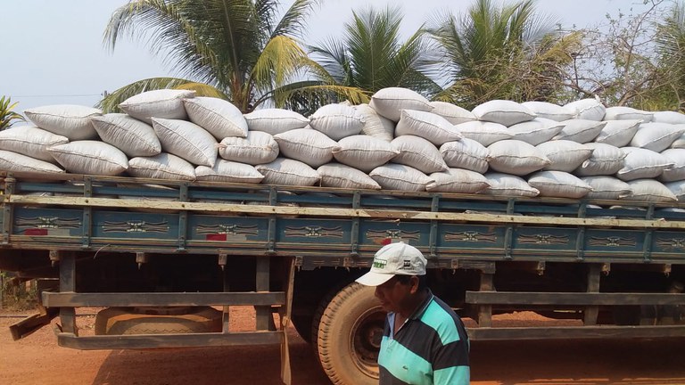 FUNAI: Em Rondônia, produtores indígenas de café especial colhem 680 sacas do produto